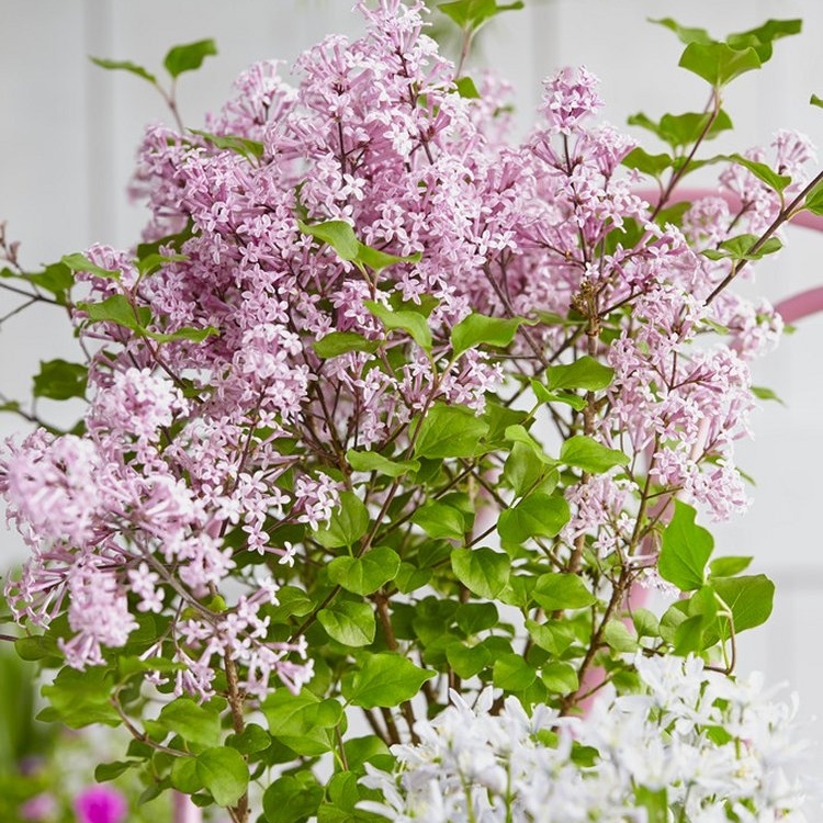 Dwarf Korean Lilac - Syringa Josee - Large Plant