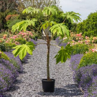 Tetrapanax Papyrifer Rex - Extra Large Specimen