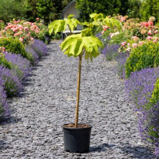 Tetrapanax Papyrifer 'Rex' - Large T-Rex Plant