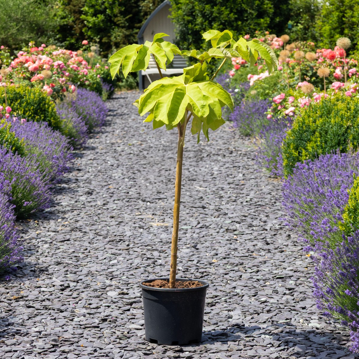 Tetrapanax Papyrifer 'Rex' - Large T-Rex Plant