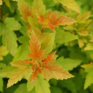 Physocarpus Tiny Wine Gold