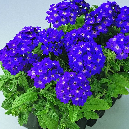 Verbena Hybrida Quartz Xp - Blue