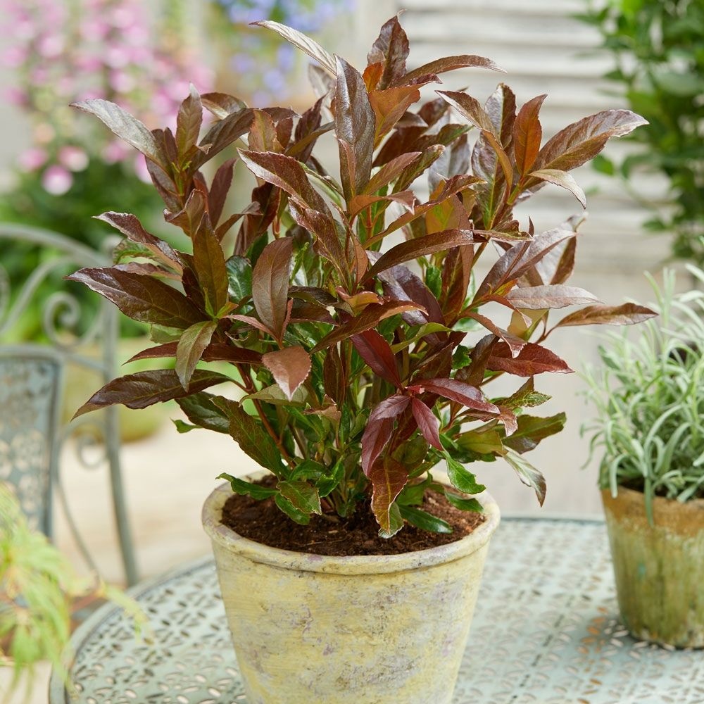 Viburnum Odoratissimum Coppertop