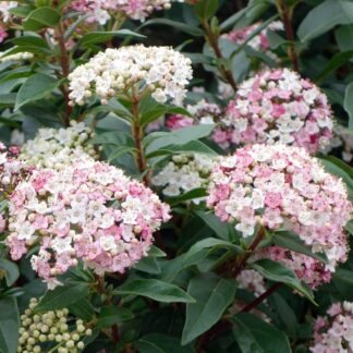 Large Evergreen Viburnum Tinus Lisa Rose in Bud & Bloom