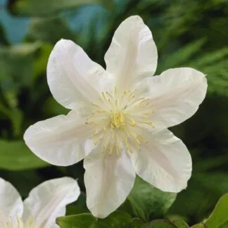 Clematis Guernsey Cream