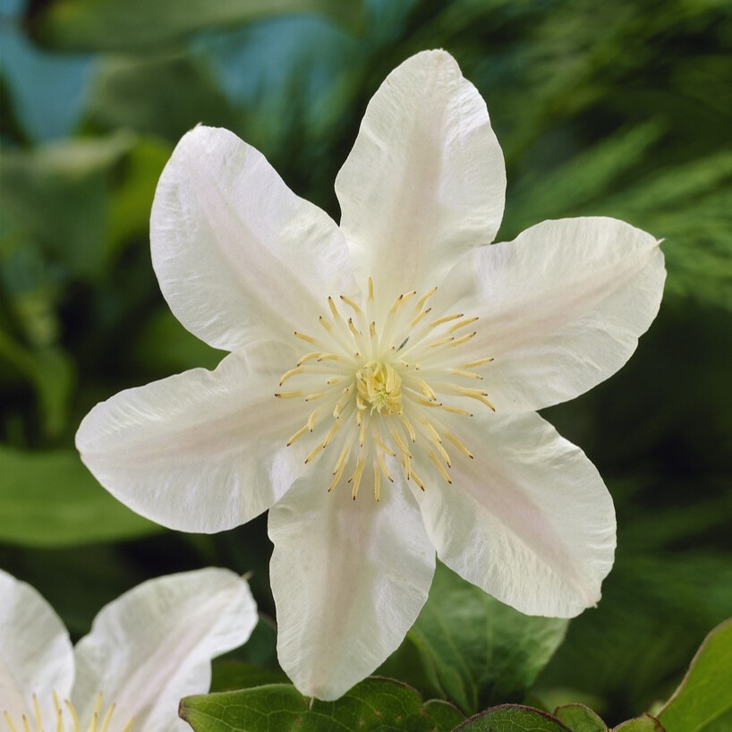Clematis Guernsey Cream