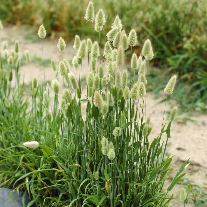 Lagurus Ovatus - Hare's Tail Grass - Bunny Tail Grass