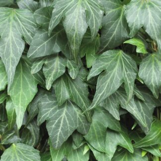 Hedera Helix 'Green Ripple' - 80-100cm
