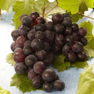 Vitis Vinifera 'Regent' - Grape Vine
