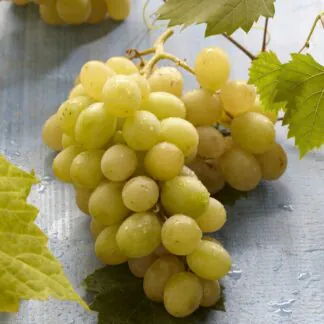Bianca Grape Vine - Vitis Vinifera - White Grape