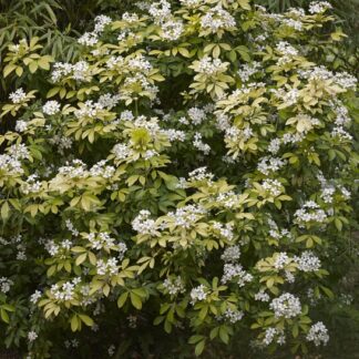 Choisya Ternata - Mexican Orange Blossom