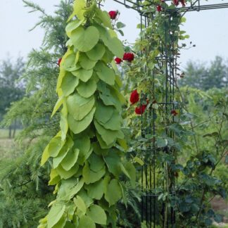 Climber - Aristolochia Macrophylla