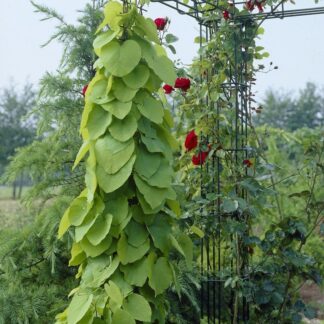 Large 6-7ft Specimen Climber - Aristolochia Macrophylla