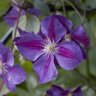 Clematis Star of India
