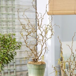 Corylus Avellana Contorta 'Medusa' - Special Corkscrew Hazel Circa 100cm