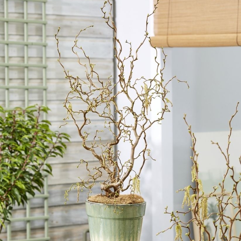 Corylus Avellana Contorta 'Medusa' - Special Corkscrew Hazel Circa 100cm