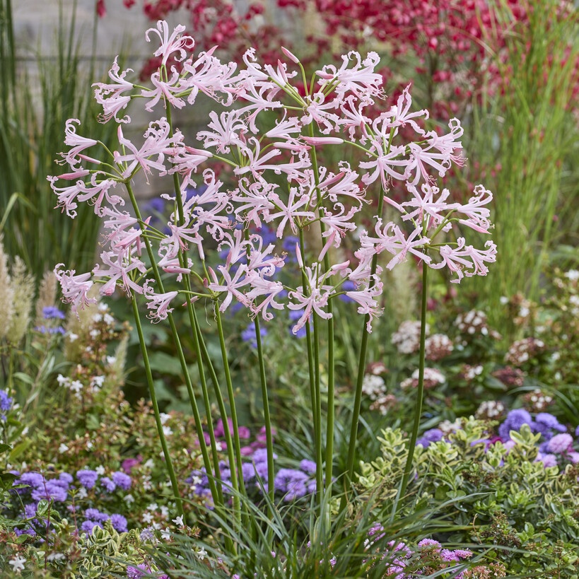 Nerine Bowdenii 'Vesta' - Guernsey Lily