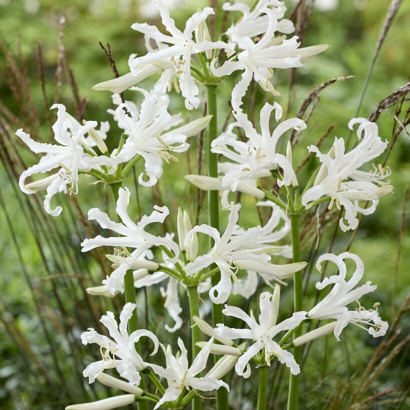 Nerine Bowdenii 'Like a Virgin' - Guernsey Lily