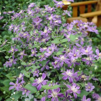 Clematis Arabella