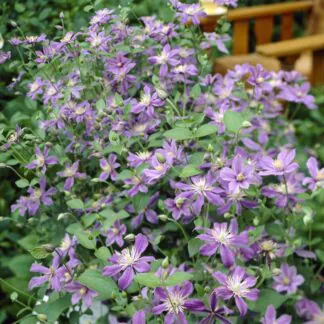 Clematis Arabella