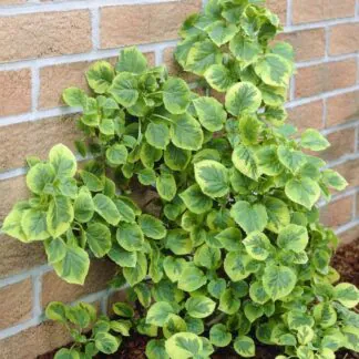 Hydrangea Petiolaris Mirranda -  Variegated Climbing Hydrangea