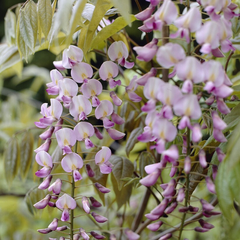 Wisteria Floribunda Rosea - (Honbeni) Pink Japanese Wisteria
