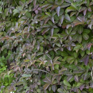 Parthenocissus Henryana - Chinese Virginia Creeper