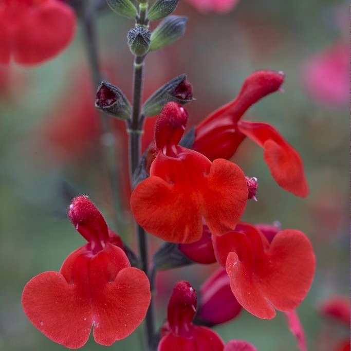 Salvia Royal Bumble