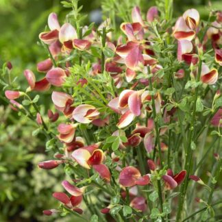 Cytisus Scoparius Maria Burkwood