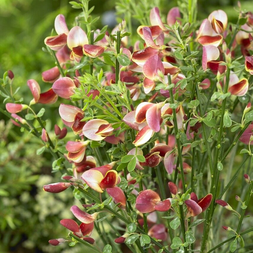 Cytisus Scoparius Maria Burkwood