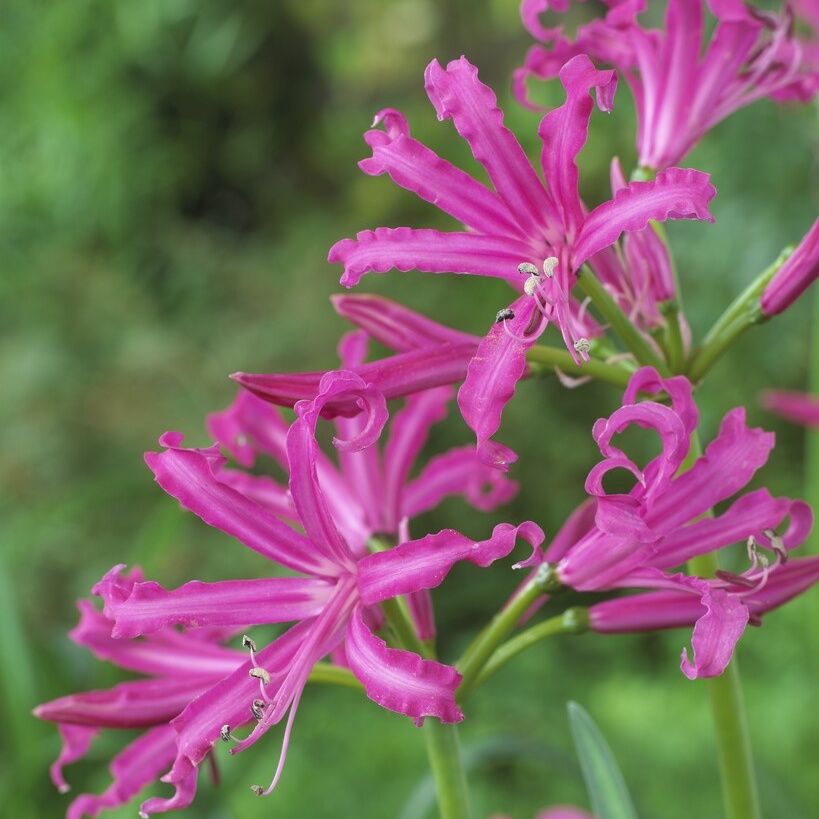 Nerine Bowdenii 'Isabel' - Guernsey Lily