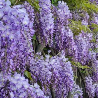 Wisteria Sinensis Prolific - Blue - Large Specimen Plant 6-7ft