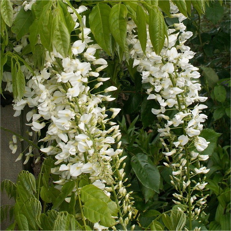 Wisteria Floribunda Longissima Alba - Shiro Noda - Rare White Japanese Wisteria