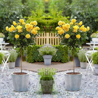 Pair of Patio Standard Yellow Flowering Garden Rose Trees Circa 100cm Tall - in Bud & Bloom