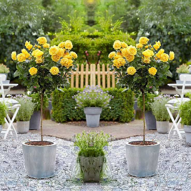 Pair of Patio Standard Yellow Flowering Garden Rose Trees Circa 100cm Tall - in Bud & Bloom