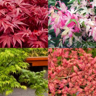 Zensational Acers - Japanese Maple Collection