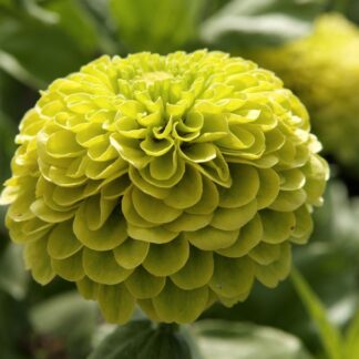 Zinnia Elegans - Envy