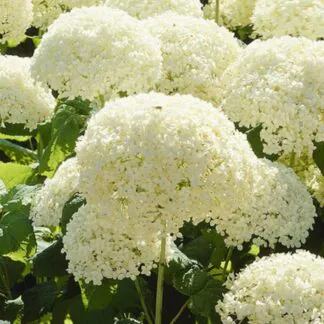Hydrangea Arborescens Annabelle - Large Specimen - 60-80cm Tall
