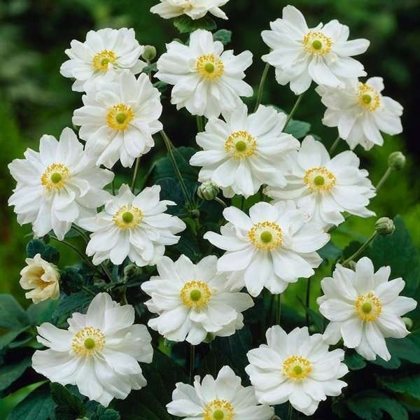 Anemone Hupehensis 'Snow Angel' - Japanese Anemone
