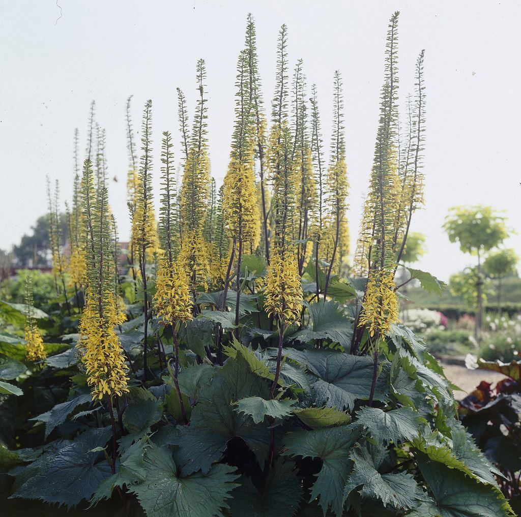Ligularia 'The Rocket'