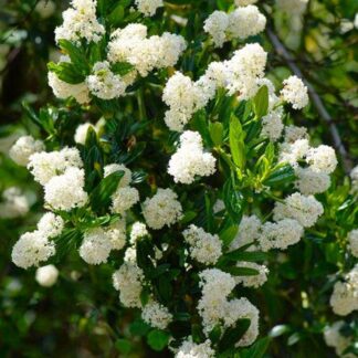 Ceanothus Thyrsiflorus Millerton Point - Snow Flurries Evergreen White Californian Lilac - Large 90-120cm Specimen