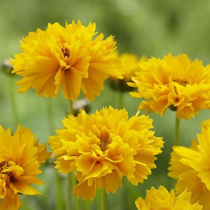 Coreopsis Grandiflora Early Sunrise