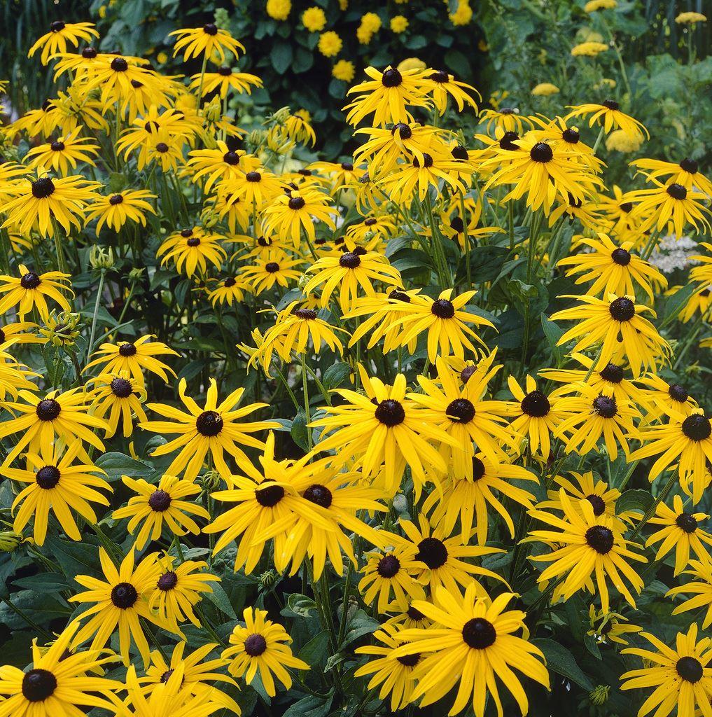 Rudbeckia Fulgida Speciosa - Black Eyed Susan