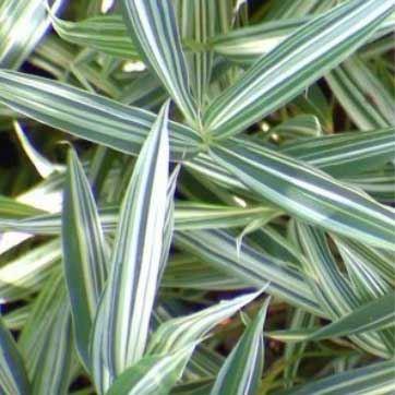 Pleioblastus Variegatus - Dwarf White-Striped Bamboo