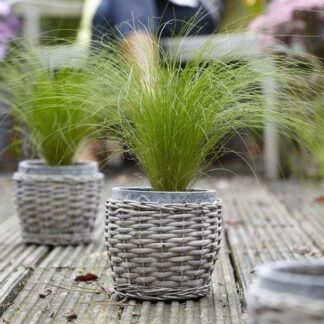 Stipa Tenuissima Ponytails - Pack of Three Established Pheasant Grass Plants