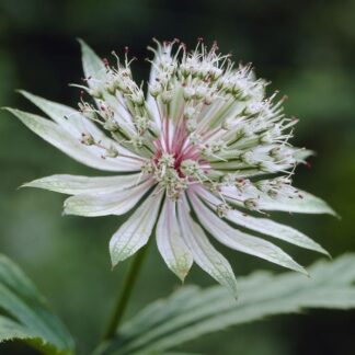 Astrantia Major 'Shaggy'  - Masterwort