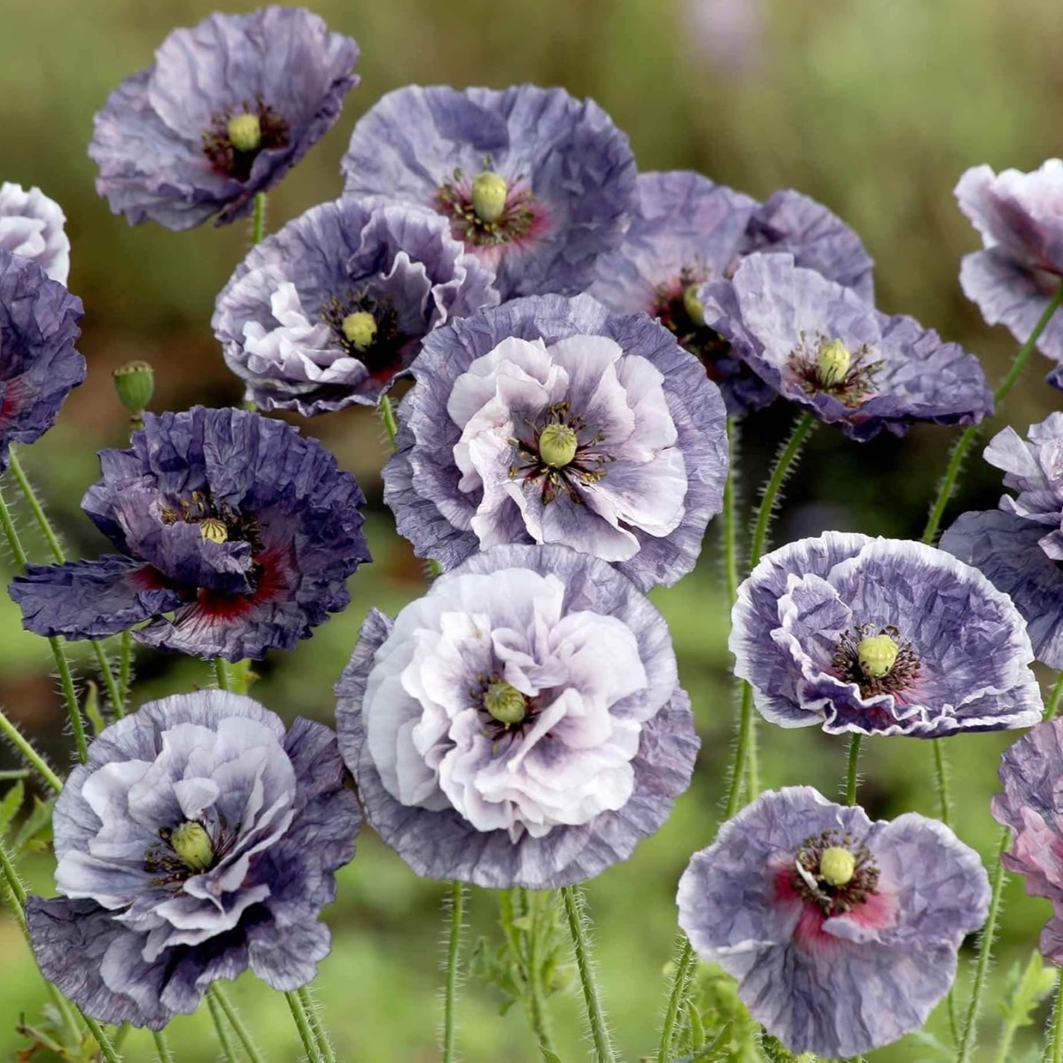Poppy Plant 'Amazing Grey' - Papaver Rhoeas