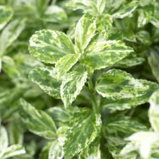 Euonymous Fortunei Harlequin - Euonymus
