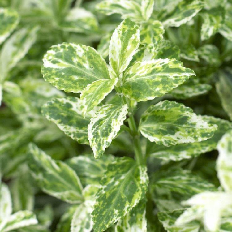 Euonymous Fortunei Harlequin - Euonymus