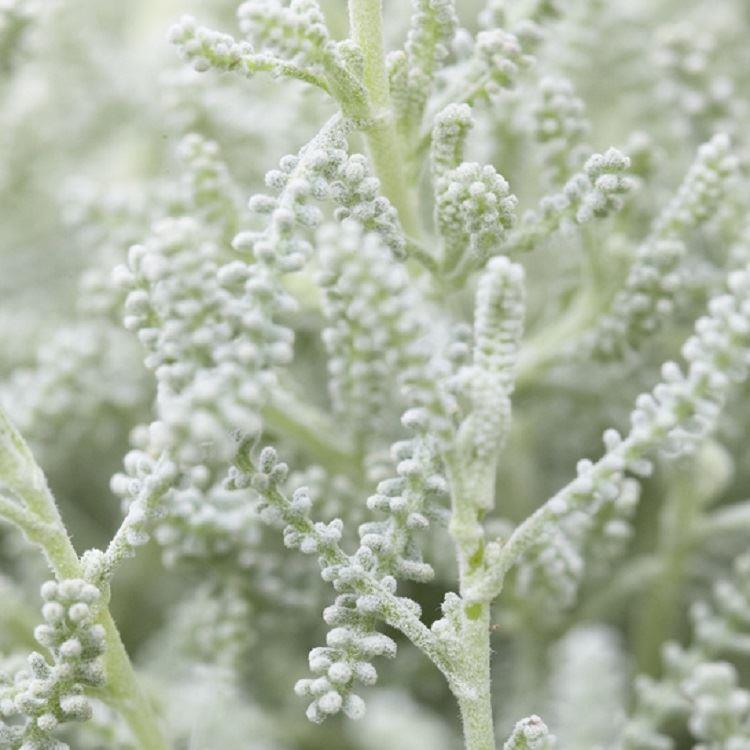Santolina Chamaecyparissus - Cotton Lavender